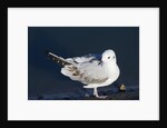 Bonaparte's Gull by Anonymous