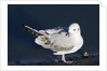 Bonaparte's Gull by Anonymous