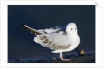 Bonaparte's Gull by Anonymous