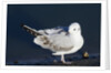 Bonaparte's Gull by Anonymous
