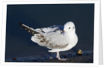 Bonaparte's Gull by Anonymous