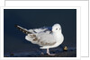 Bonaparte's Gull by Anonymous