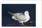 Bonaparte's Gull by Anonymous
