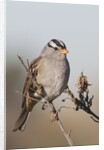 White-Crowned Sparrow by Anonymous