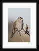 White-Crowned Sparrow by Anonymous