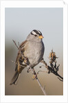 White-Crowned Sparrow by Anonymous