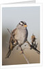 White-Crowned Sparrow by Anonymous