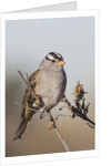 White-Crowned Sparrow by Anonymous