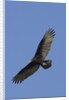 Turkey Vulture in flight by Anonymous