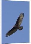 Turkey Vulture in flight by Anonymous