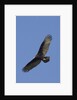 Turkey Vulture in flight by Anonymous