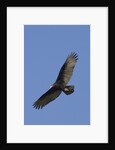 Turkey Vulture in flight by Anonymous