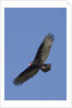 Turkey Vulture in flight by Anonymous