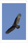 Turkey Vulture in flight by Anonymous
