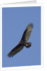 Turkey Vulture in flight by Anonymous