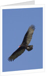 Turkey Vulture in flight by Anonymous