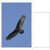 Turkey Vulture in flight by Anonymous