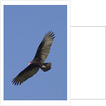 Turkey Vulture in flight by Anonymous