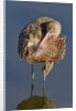 Narbled Godwit grooming by Anonymous