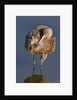 Narbled Godwit grooming by Anonymous