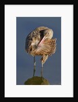 Narbled Godwit grooming by Anonymous