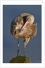 Narbled Godwit grooming by Anonymous