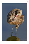Narbled Godwit grooming by Anonymous