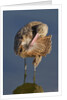 Narbled Godwit grooming by Anonymous
