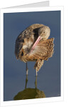Narbled Godwit grooming by Anonymous