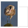 Narbled Godwit grooming by Anonymous