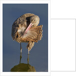 Narbled Godwit grooming by Anonymous