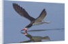 Black Skimmer skimming by Anonymous