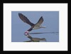 Black Skimmer skimming by Anonymous