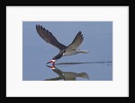 Black Skimmer skimming by Corbis