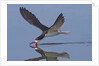 Black Skimmer skimming by Anonymous