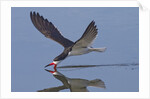 Black Skimmer skimming by Anonymous