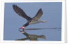 Black Skimmer skimming by Anonymous