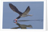 Black Skimmer skimming by Corbis