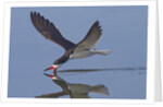 Black Skimmer skimming by Anonymous