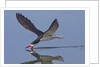 Black Skimmer skimming by Anonymous