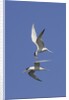 Elegant Terns in flight by Anonymous