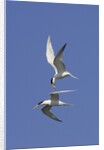 Elegant Terns in flight by Anonymous