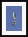 Elegant Terns in flight by Anonymous
