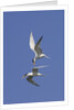 Elegant Terns in flight by Anonymous