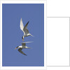 Elegant Terns in flight by Anonymous