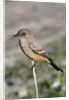 Say's Phoebe by Anonymous