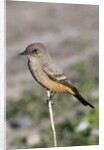 Say's Phoebe by Anonymous