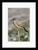 Say's Phoebe by Anonymous