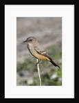 Say's Phoebe by Anonymous