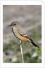 Say's Phoebe by Anonymous
